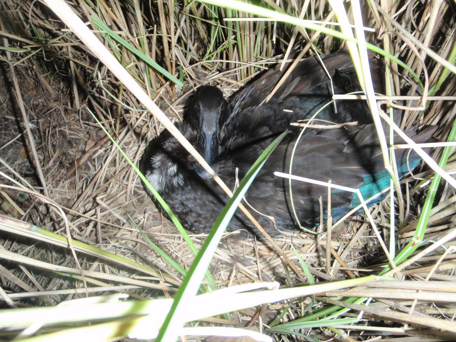 Duck on nest