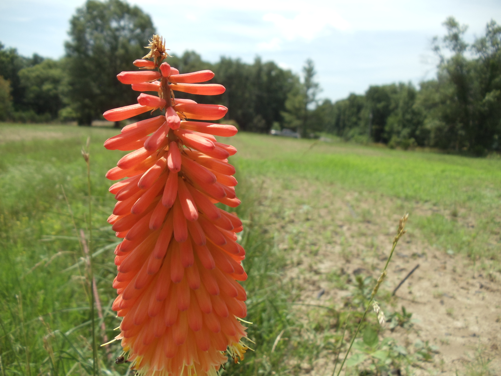 Another shot of the red hot poker