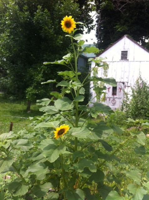 First sunflowers of the season